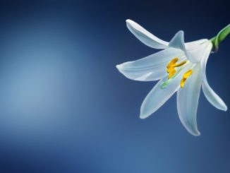 flower-lily-lilium-candidum-madonna-lily