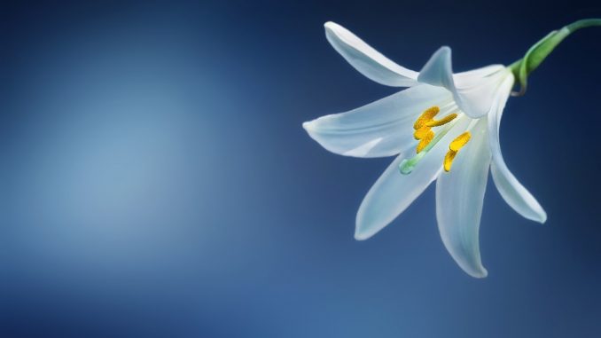 flower-lily-lilium-candidum-madonna-lily
